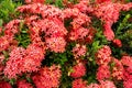 Ixora flowers, Rubiaceae flower, Ixora coccinea. Red Rubiaceae flower, Red flower spike Royalty Free Stock Photo