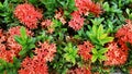 Ixora flowers or Rubiaceae flower or Ixora coccinea or Red Rubiaceae flower or Red flower spike or Ixora mini dwarf plant. Royalty Free Stock Photo
