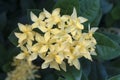 Ixora Flowers Royalty Free Stock Photo