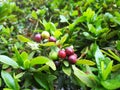 Ixora fruits bloom in summer