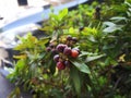 Ixora fruits is bloom in the summer