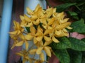 Ixora coccinea