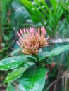 Chineniss ixora flower in Sri Lanka