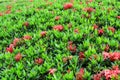Ixora is a genus of flowering plants in the Rubiaceae family.