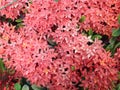 Ixora