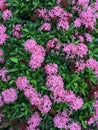 Ixora pink color