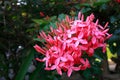 Ixora pink in the flower garden