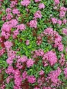 Ixora pink