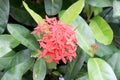 Ixora Red spike flower. King Ixora blooming Ixora chinensis.Ixora coccinea flower on tree in the garden. Nice summer red flower Royalty Free Stock Photo