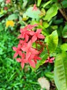 beautiful red ixora flower blossom