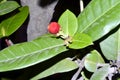 IXORA SINGAPURI IS RISING NOW IT IS SEEDS SIZE .