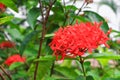 Ixora, spike flower red with in nature Common Name Ixora coccinea, Rubiaceae Royalty Free Stock Photo