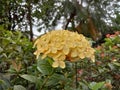 Ixora Sunkist flower image Royalty Free Stock Photo