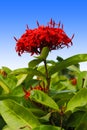 Ixora taiwanensis flowers Royalty Free Stock Photo
