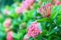 Ixora or West Indian Jasmine, beautiful pink flower blooming in Royalty Free Stock Photo