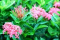 Ixora or West Indian Jasmine, beautiful pink flower blooming in Royalty Free Stock Photo