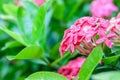 Ixora or West Indian Jasmine, beautiful pink flower blooming in Royalty Free Stock Photo