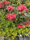 Ixora or west indian jasmine flower Royalty Free Stock Photo