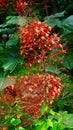 Ixora (West Indian Jasmine) Flower Royalty Free Stock Photo