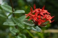 Ixora - West Indian Jasmine Flower Royalty Free Stock Photo