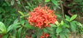 Ixora Flowers on Green Leaves Background