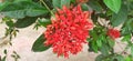 Ixora Flowers on Green Leaves Background