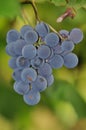 Izabella `Strawberry` grapes 3 - Novaci-Romania