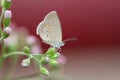 Izina otis sangra Moore 1865 , Lesser Grass Blue.On a pink flower with a blurred background of red and pink Royalty Free Stock Photo