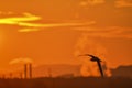 Izmir aliaga gull flying smoke of industry Royalty Free Stock Photo