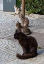 Izmir Stray Cats