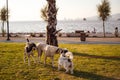 IZMIR, TURKEY, JULY 29, 2019: Street and domestic dogs playing on lawn polluted by seed shuck and cigarettes