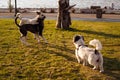 IZMIR, TURKEY, JULY 29, 2019: Street and domestic dogs playing on lawn polluted by seed shuck and cigarettes