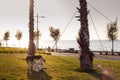 IZMIR, TURKEY, JULY 29, 2019: Street and domestic dogs playing on lawn polluted by seed shuck and cigarettes