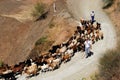 Goatherd and shepherds, Spain. Royalty Free Stock Photo