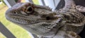 Izzy my pet bearded  dragon outside loving the sunbath Royalty Free Stock Photo