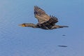 Flight of the Cormorant over a lake