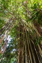 J.R. O'Neal Botanic Garden. Road Town, Tortola