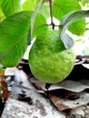 Jaam,a hanging guava in a tree.