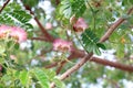 Jaam ju ree flower Thai word, Albizia lebbeck rain tree Leguminosae, Samanea saman, genus Pithecolobium Selective focus Royalty Free Stock Photo