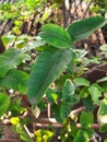 Jaam ka patta,leaves of indian guava tree.