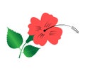 Java Flower design vector template