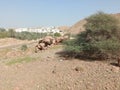 Jabal Heed hiking trail, Muscat