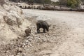 Jabali, scientific name: Sus scrofa, wet female walking from the side because she likes to cool off, the calf follows her through Royalty Free Stock Photo