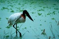 Jabiru Royalty Free Stock Photo