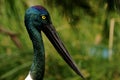 Jabiru Royalty Free Stock Photo