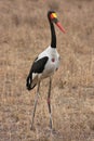 Jabiru