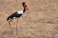 Jabiru