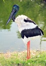 Jabiru or black headed stork, australia Royalty Free Stock Photo