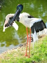 Jabiru or black headed stork, australia Royalty Free Stock Photo