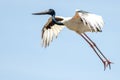 Jabiru Black-necked Stork of Australia